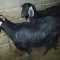 سه تا کاور فروشی|حیوانات مزرعه|گناباد, |دیوار