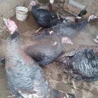 ۵عدد بوقلمون و ۳ عدد اردک