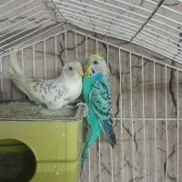 مرغ عشق