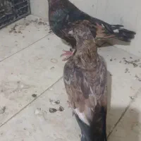کفتر کله ایی|پرنده|بندر ماهشهر, |دیوار