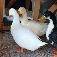 اردک های زیبا|حیوانات مزرعه|دوگنبدان, |دیوار