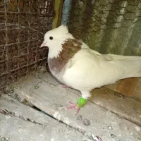 طوقی|پرنده|خرمشهر, |دیوار