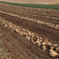 خرید تضمینی چغندر قند|عمدهفروشی|کرمانشاه, |دیوار