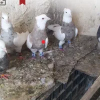 کبوترطوقی