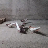 کبوتر قزوینی یهودی شهرستانی فروشی