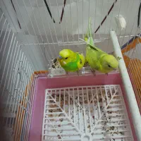 مرغ عشق اسطوره|پرنده|کرمان, |دیوار