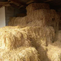 سرچینا (کاه)خشک