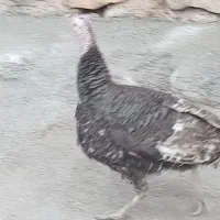 یک عدد بوقلمون ماده  تخم گذار سالم  بازدید الشتر