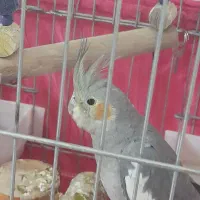 عروس هلندی|پرنده|صباشهر, |دیوار