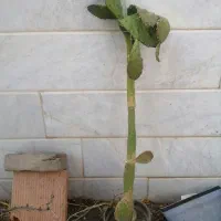 چهار تا گلدان کاکتوس بزرگ توافقی به فروش میرسد|گل و گیاه طبیعی|سبزوار, توحیدشهر|دیوار