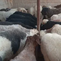 گوسفند بره کهره شهرک صنعتی