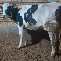 گاو شکم اول با گوساله