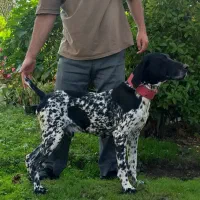 سگ نر شکاری آلمانی اصیل