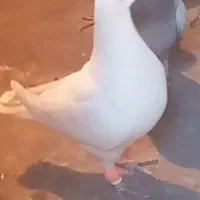 کفتر|پرنده|اسفراین, |دیوار