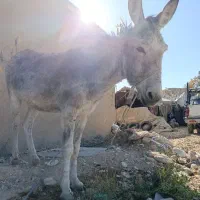 الاغ چهار ساله سواری|حیوانات مزرعه|ارژن, |دیوار