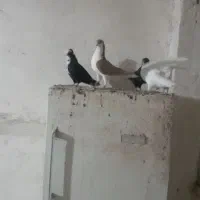 کبوتر|پرنده|بناب, |دیوار