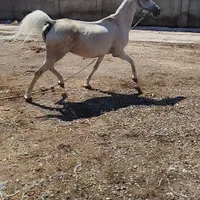 مادیان سردم کیر