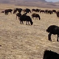 بره قوچ قرقزل اصل