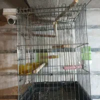 قفس پرنده