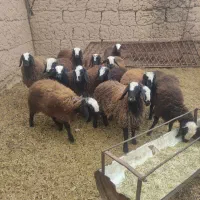 بره ماده شال اصیل پای قوچ