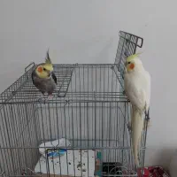یک جفت عروس هلندی تخم گذار