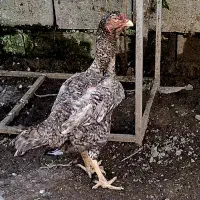 فروش جوجه لاری|حیوانات مزرعه|بابل, |دیوار