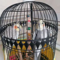 عروس هلندی نرو ماده مولد با قفس ۳میلیون