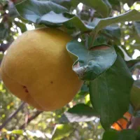 میوه به
