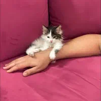 گربه واگذاری|گربه|فردیس, خیام شرقی|دیوار