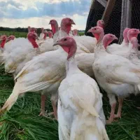 بوقلمون بیوتی ارگانیک  (عرضه زنده)