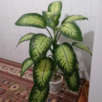 دیفن باخیا