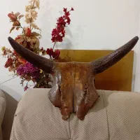 دیوار کوب شاخ گاو