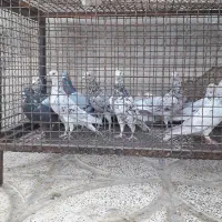 سرورپلاکی|پرنده|شیراز, گویم|دیوار