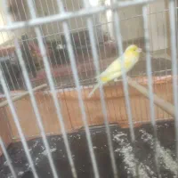 پرنده قناری