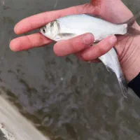 فروش بچه ماهی پرورشی کپور آمور|ماهی|کرج, ترمینال کلانتری|دیوار