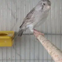 قناری نقره ای