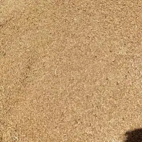 گندم|گل و گیاه طبیعی|آبدانان, |دیوار