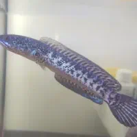 چانا گلدن کبری