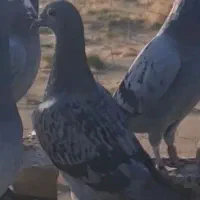 کبوتر|حیوانات|زابل, |دیوار