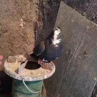 ماده مینا سیاه کاکلی|پرنده|تربت‌حیدریه, تپه ننه حجی|دیوار