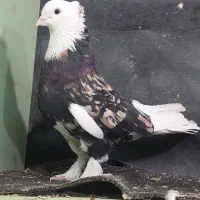 کفتر هما شازده سرور|پرنده|ری, عباس‌آباد|دیوار