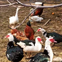 اردک اسرایلی و غاز