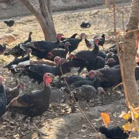 بوقلمون رسمی ۳۰ عدد|حیوانات مزرعه|تنکمان, |دیوار