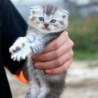 اسکاتیش فولد نر