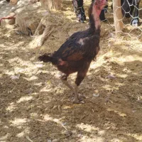 مرغ لاری