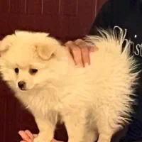 پامرین اصیل|سگ|ورامین, ورامین|دیوار