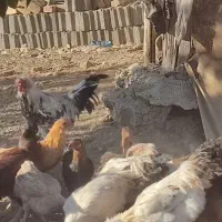مرغ و خروس محلی|حیوانات مزرعه|سردشت, |دیوار
