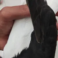 کبوتر ماده چپ