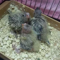 3 عدد عروس هلندی سرلاکی