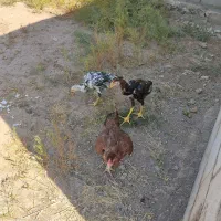 فروش قفس و مرغ و خروس|حیوانات مزرعه|خوی, |دیوار